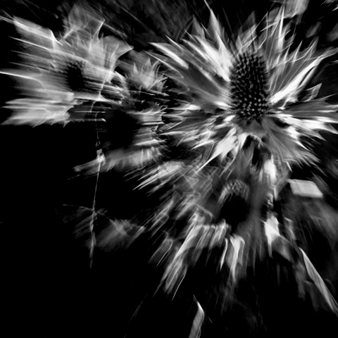 Thorny Thistles