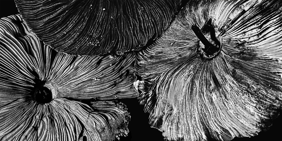 Nature's Parasols